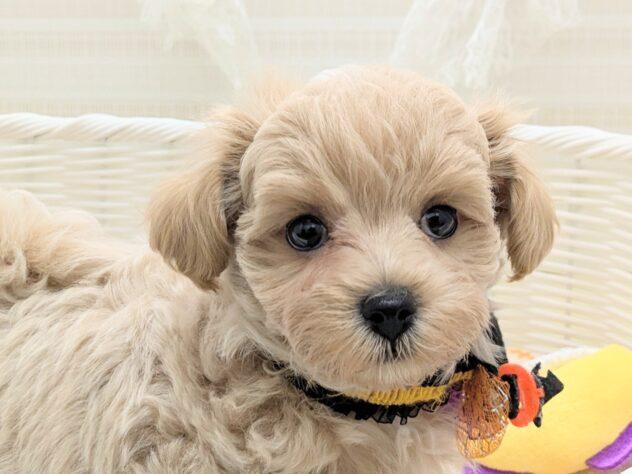 animal_image