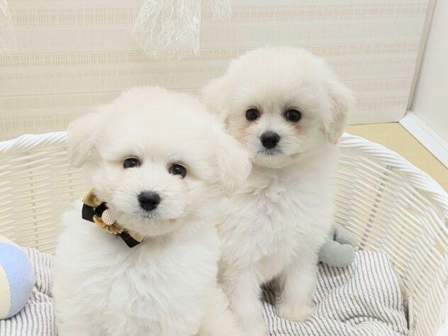 animal_image