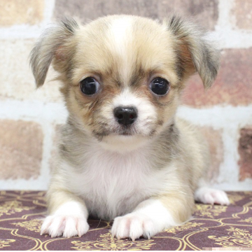 animal_image