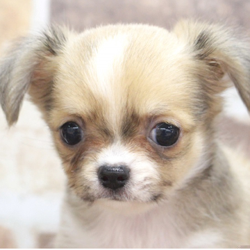 animal_image