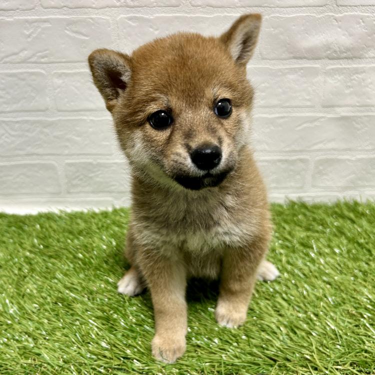 animal_image