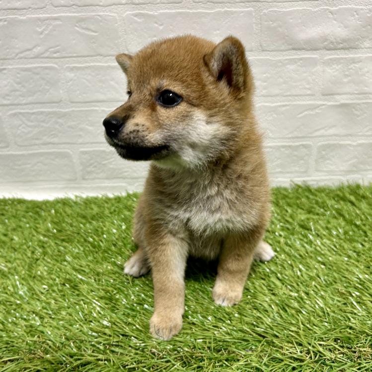 animal_image