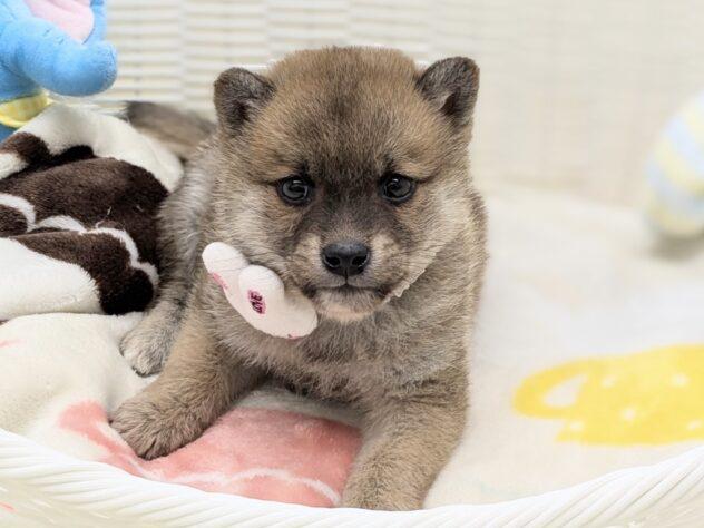 animal_image