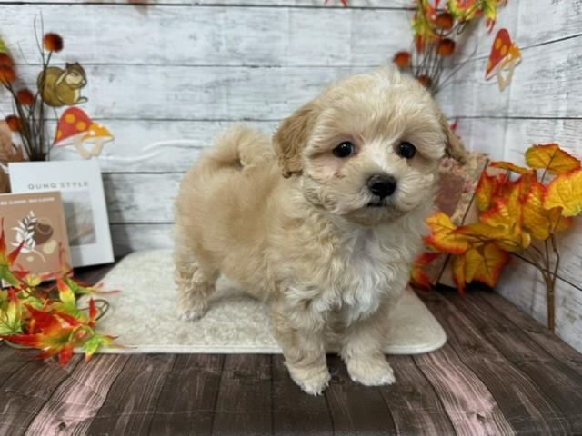 animal_image