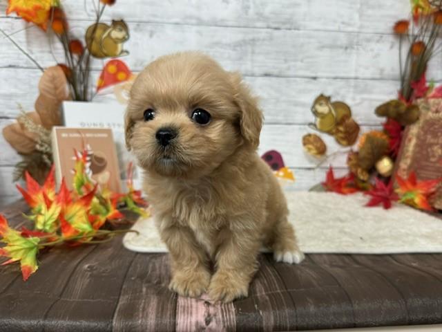 animal_image