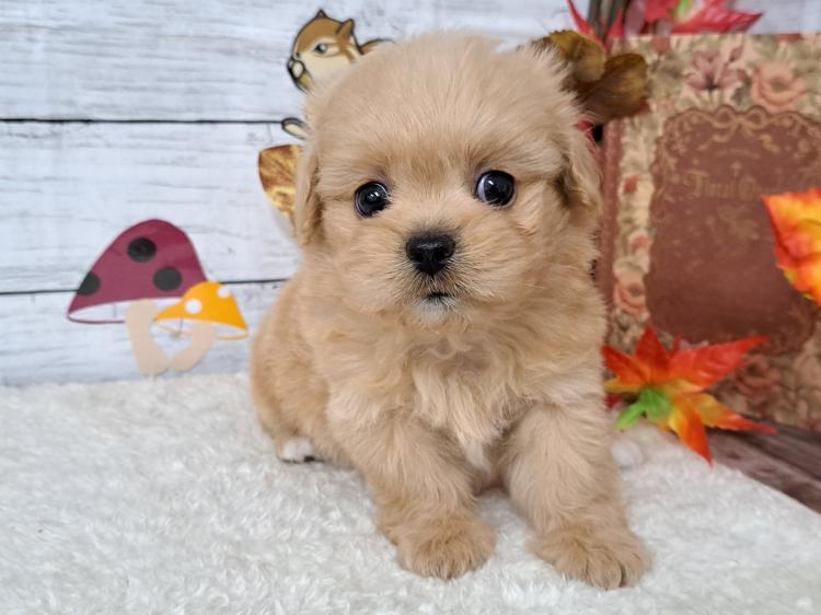 animal_image