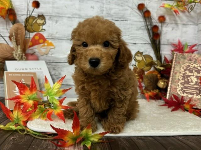 animal_image