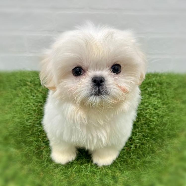 animal_image