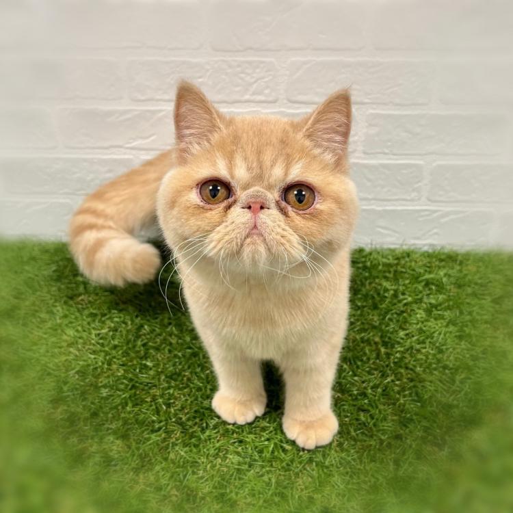 animal_image