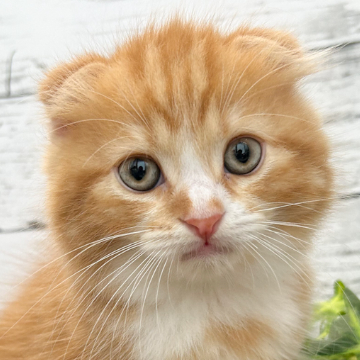 animal_image