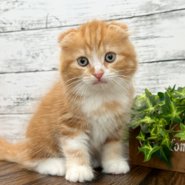 animal_image