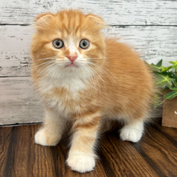 animal_image