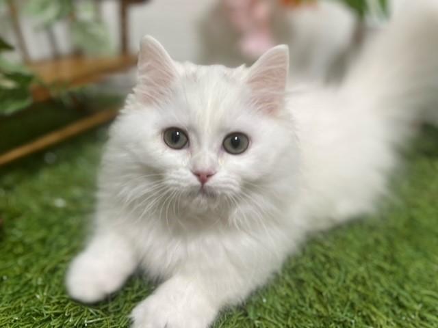 animal_image