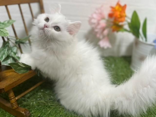 animal_image