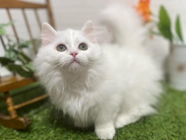 animal_image
