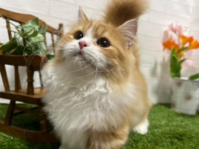 animal_image
