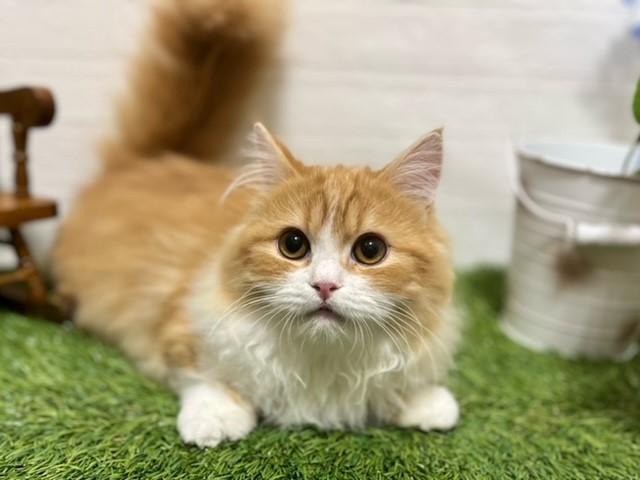animal_image