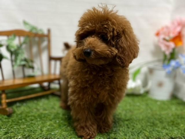 animal_image