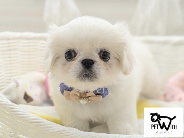 animal_image