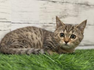 animal_image