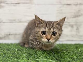 animal_image
