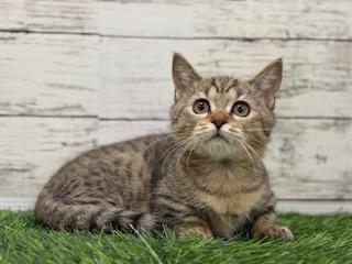 animal_image
