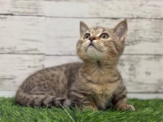 animal_image