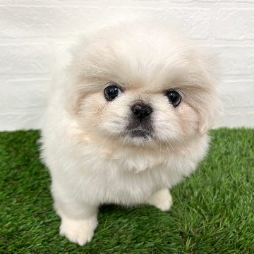 animal_image