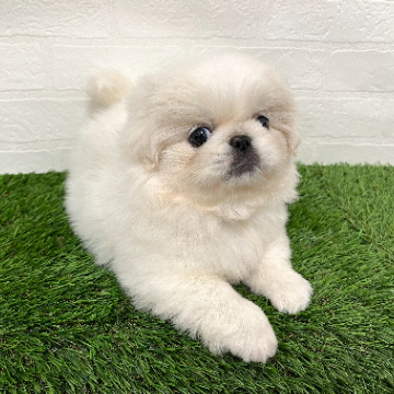 animal_image