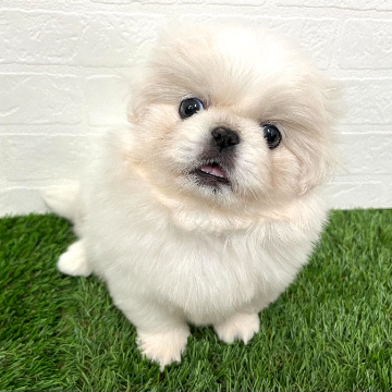 animal_image