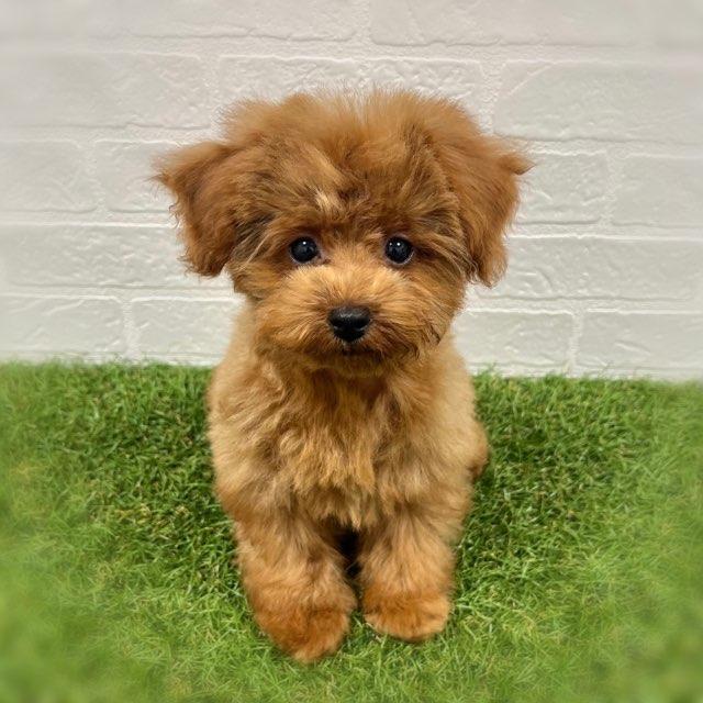 animal_image