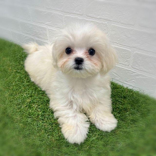 animal_image