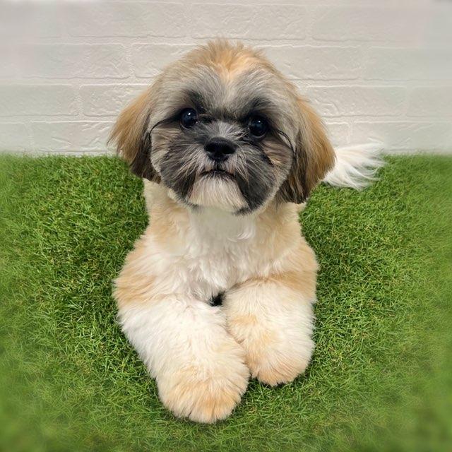 animal_image