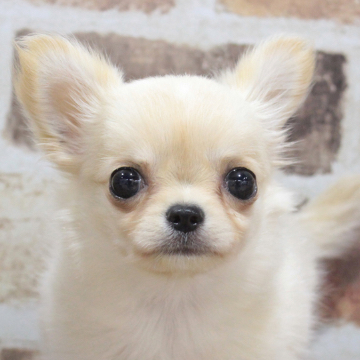 animal_image