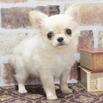 animal_image