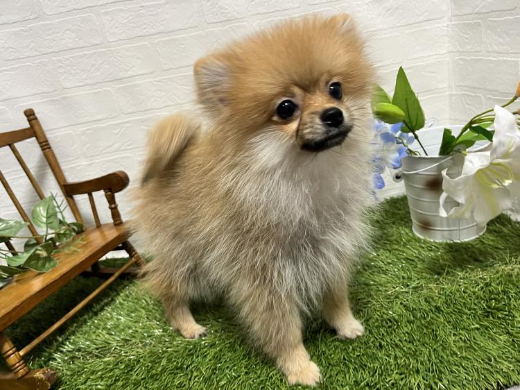 animal_image