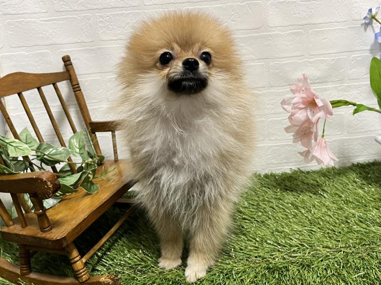 animal_image