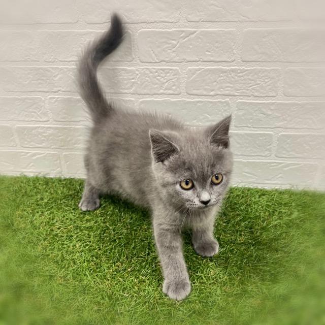 animal_image