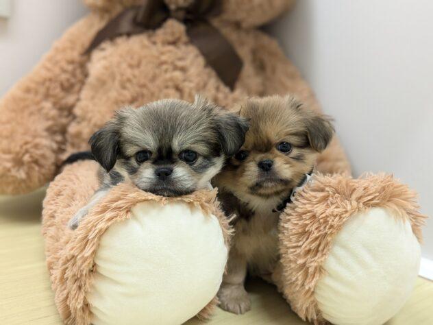 animal_image