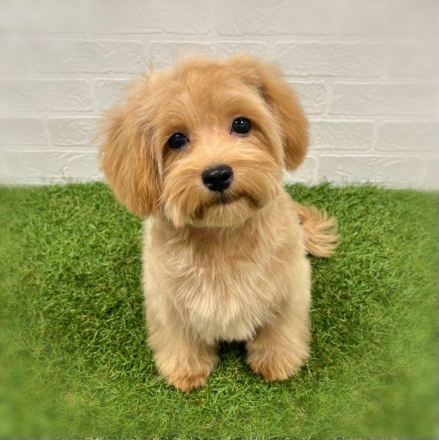 animal_image