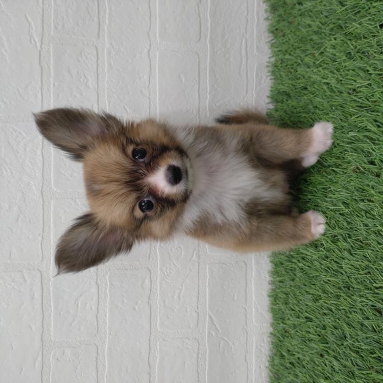 animal_image
