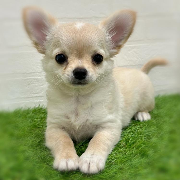 animal_image