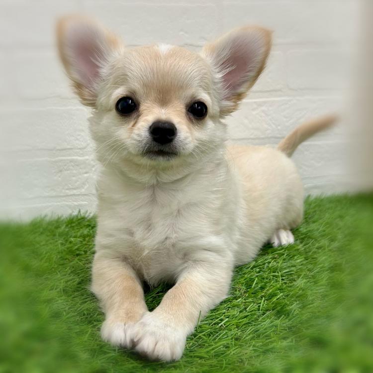 animal_image