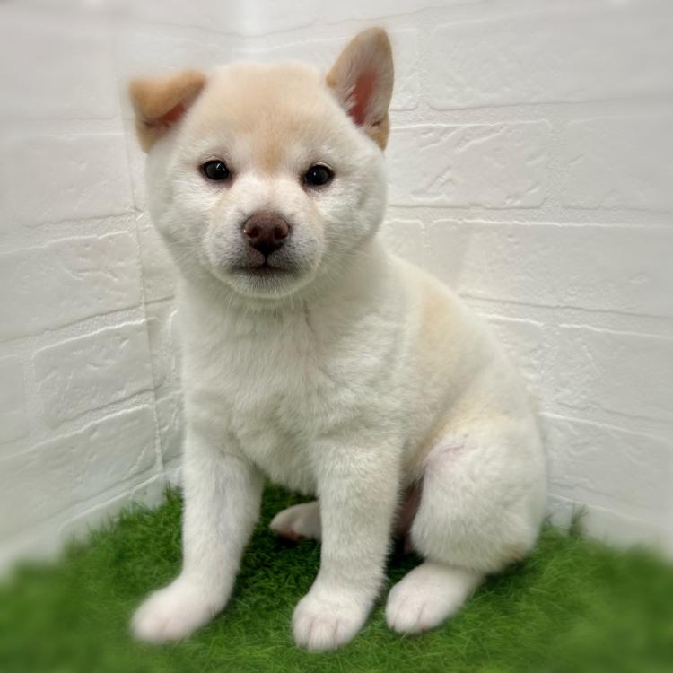 animal_image