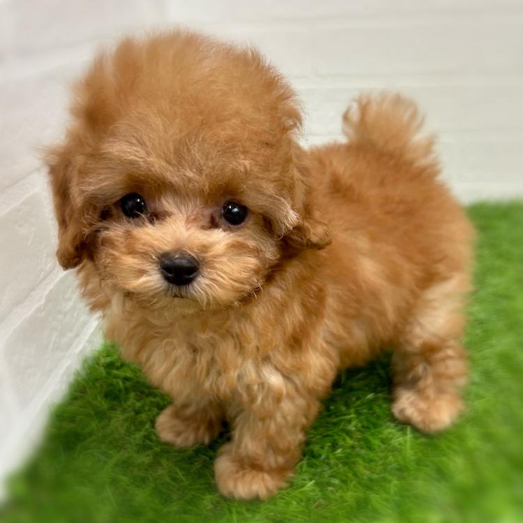 animal_image