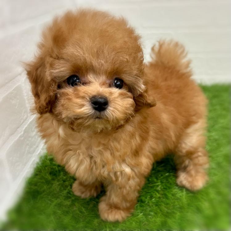 animal_image