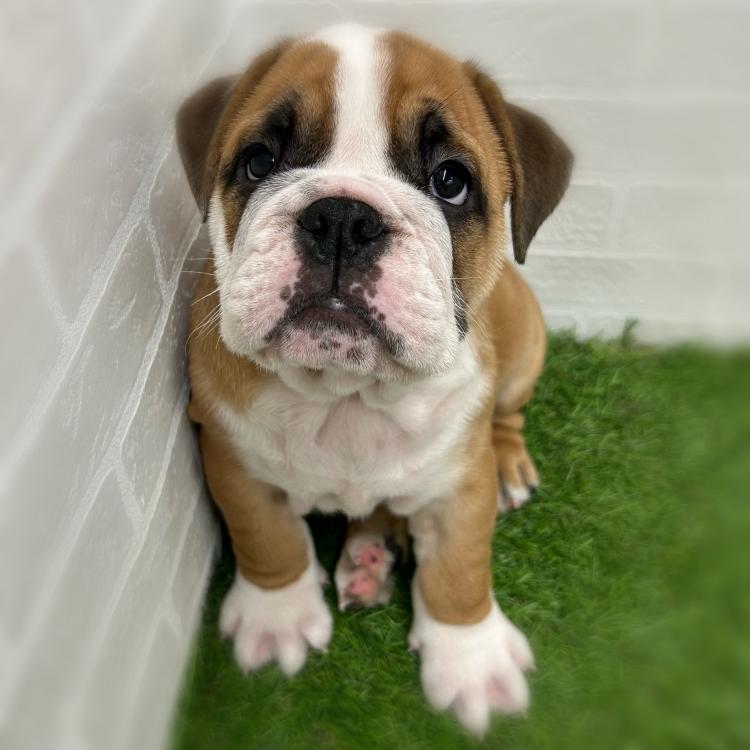 animal_image
