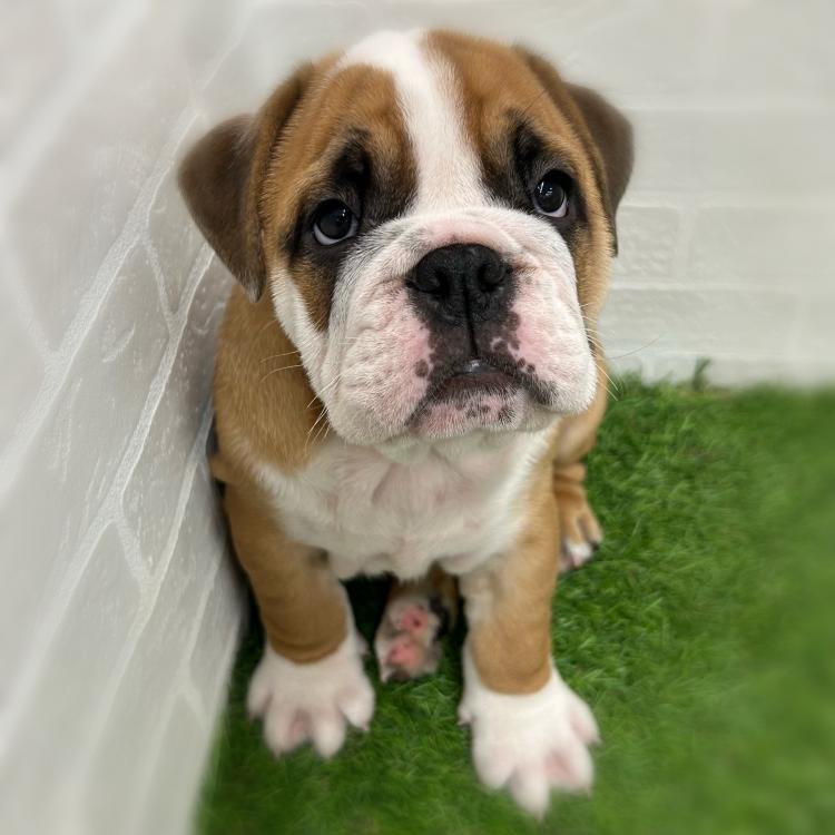 animal_image