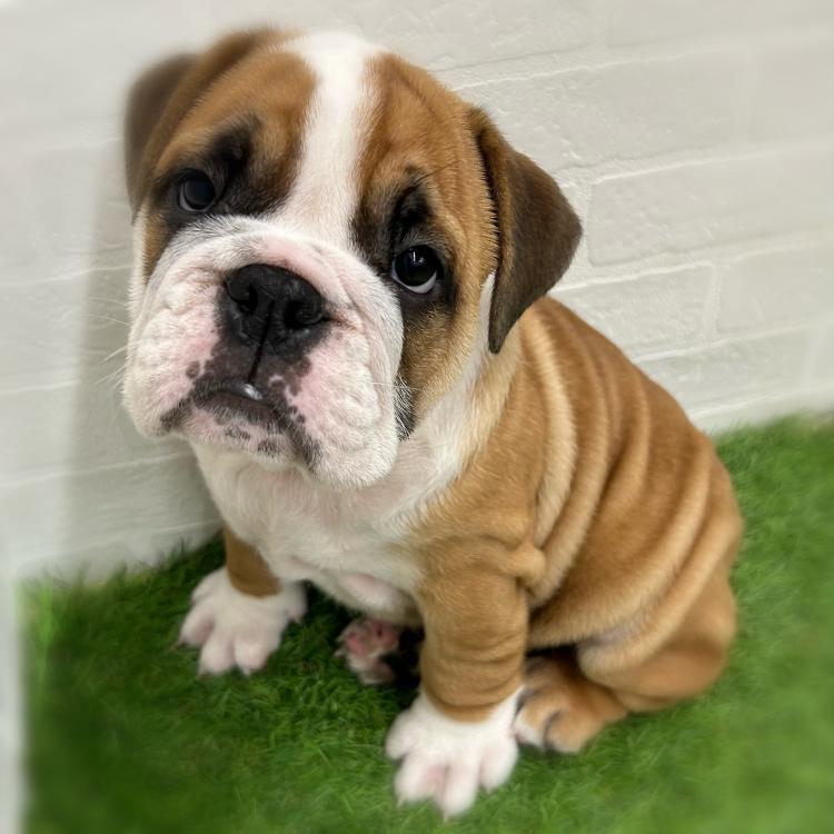animal_image