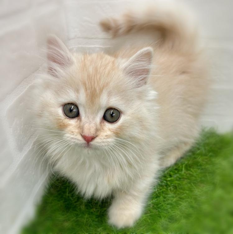 animal_image